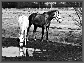 Černobílá fotografie - Koně Kladruby