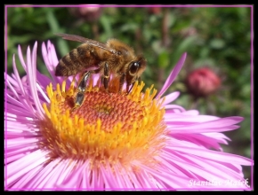Makro v přírodě - Včela na květině