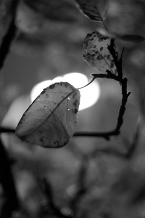 Černobílá fotografie - 7