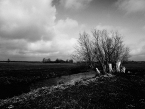 Černobílá fotografie - Vrba