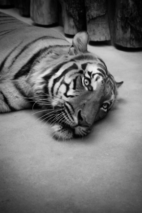 Černobílá fotografie - Tygr
