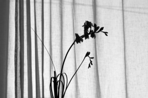 Černobílá fotografie - Doteky duše
