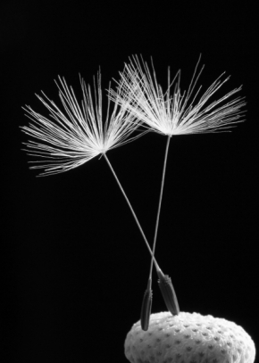 Černobílá fotografie - Fotograf roku - Kreativita - IV. kolo - Baletky