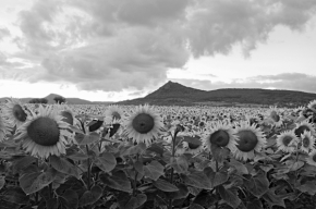 Černobílá fotografie - Podvečer ve slunečnicovém poli