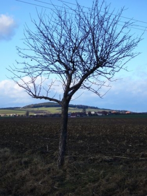 Stromy v krajině - Strom jako výrobce kyslíku