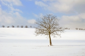 Fotograf roku v přírodě 2012 - Dominantný v zime