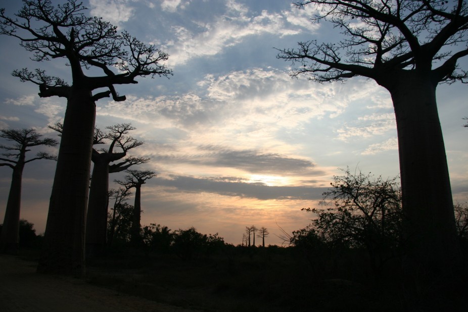 Mezi baobaby
