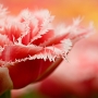 Jindřiška Jiráková -Tulipán, květina s tajemstvím 2