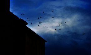 Fotíme oblohu - Fotograf roku - Junior - VIII. kolo - Ptáci