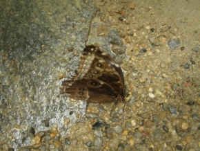 Divoká příroda - Motýl cesťák