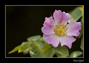 Makro v přírodě - Květ šípku