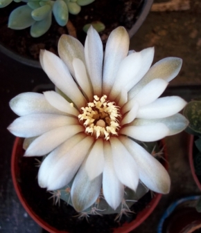 Makro v přírodě - Květ kaktusu 