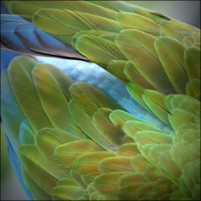 Makro v přírodě - Papoušek