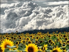 Fotíme oblohu - slunečnice