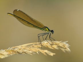 Makro v přírodě - Motýlice lesklá