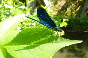 Makro v přírodě - Motýlice