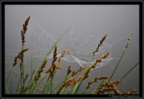 Makro v přírodě - pavúk - umelec