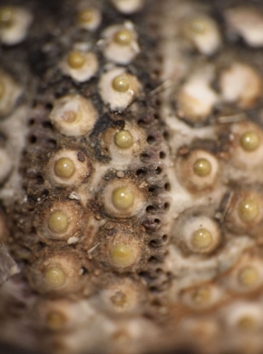 Dominika Moellerova - Mořský ježek