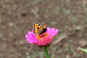 Makro v přírodě - Motýlek
