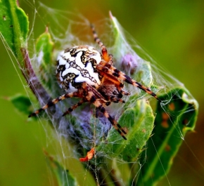 Makro v přírodě - Pavouček.