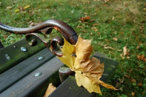 Makro v přírodě - podzimní list