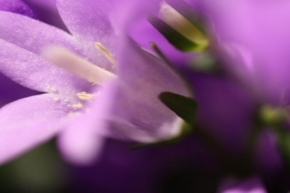 Makro v přírodě - Fialka - květ