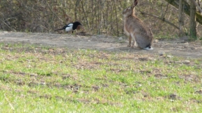 Fotograf roku v přírodě 2012 - Zajíc a straka