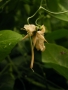 Monika Suttnerová - Seschlý květ 