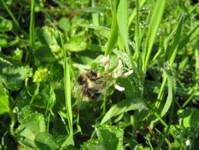 Makro v přírodě - Pilná včelka