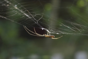 Makro v přírodě - Pavouk
