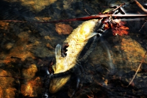 Divoká příroda - Konec zlaté rybky v Čechách