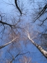 Pavla Zálešáková -zimní les