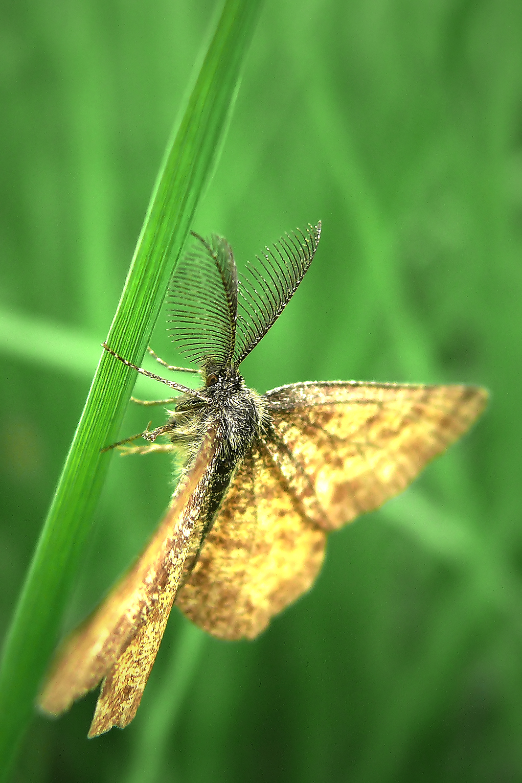 motýlek