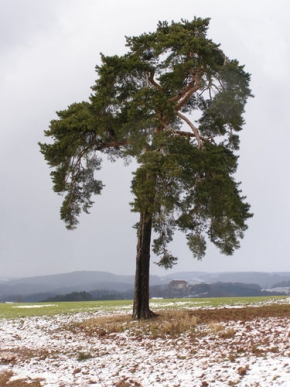Stromy v krajině - Historie