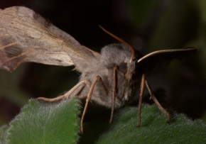 Makro v přírodě - Noční motýl