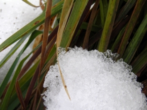 Makro v přírodě - Tráva objímá sníh...