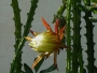 Markéta Zach -Kaktus