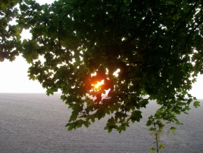 Fotograf roku v přírodě 2012 - Slunce v krajkoví