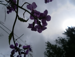 Fotíme oblohu - Květy