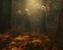 Dagmar Lapišová -Světlo v lese