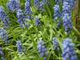 Blue garden