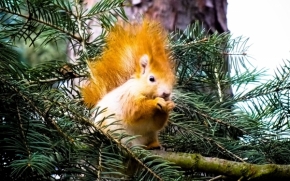 Fotograf roku v přírodě 2012 - Nemáš ořech?