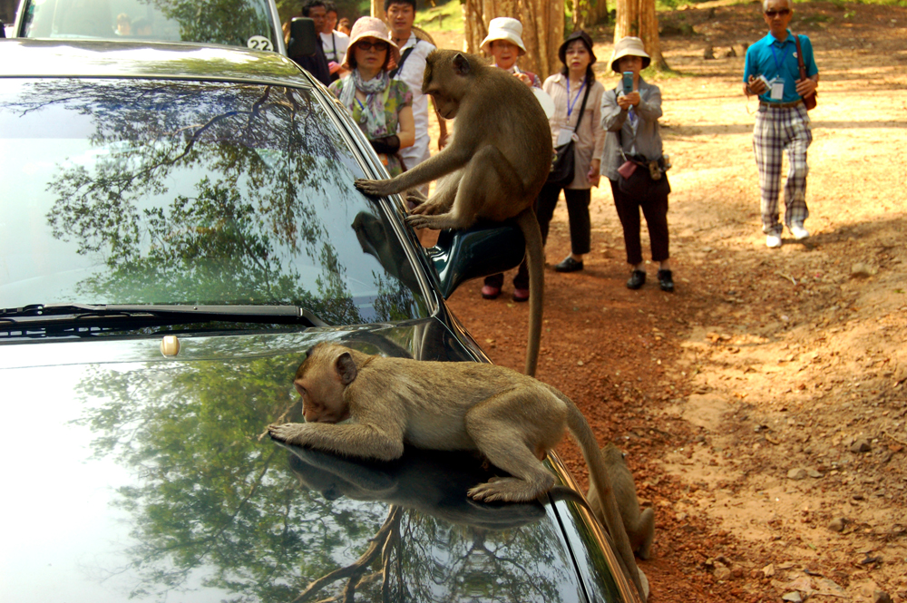 Kambodža-opičky v akci