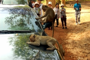 Divoká příroda - Kambodža-opičky v akci