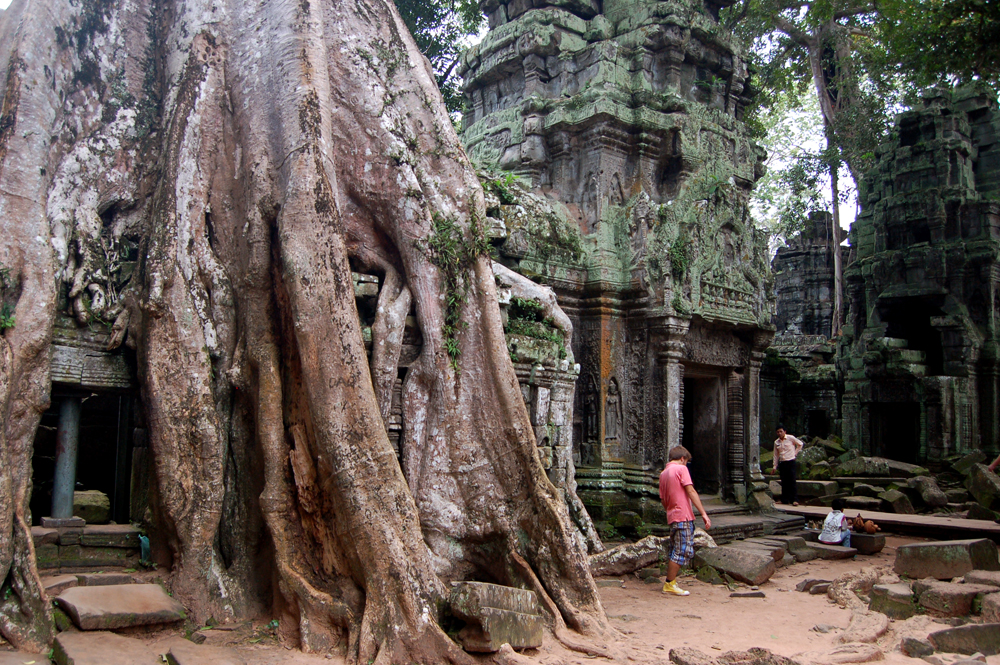 Kambodža-Angkor-stromy