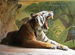 Divoká příroda - unavený tygr