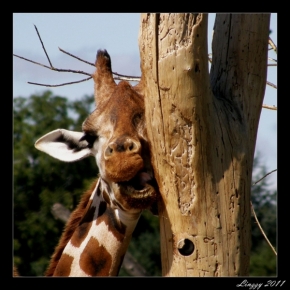 Lenka Čeřovská - Žirafa