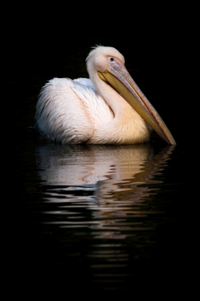 Divoká příroda - pelikán bílý