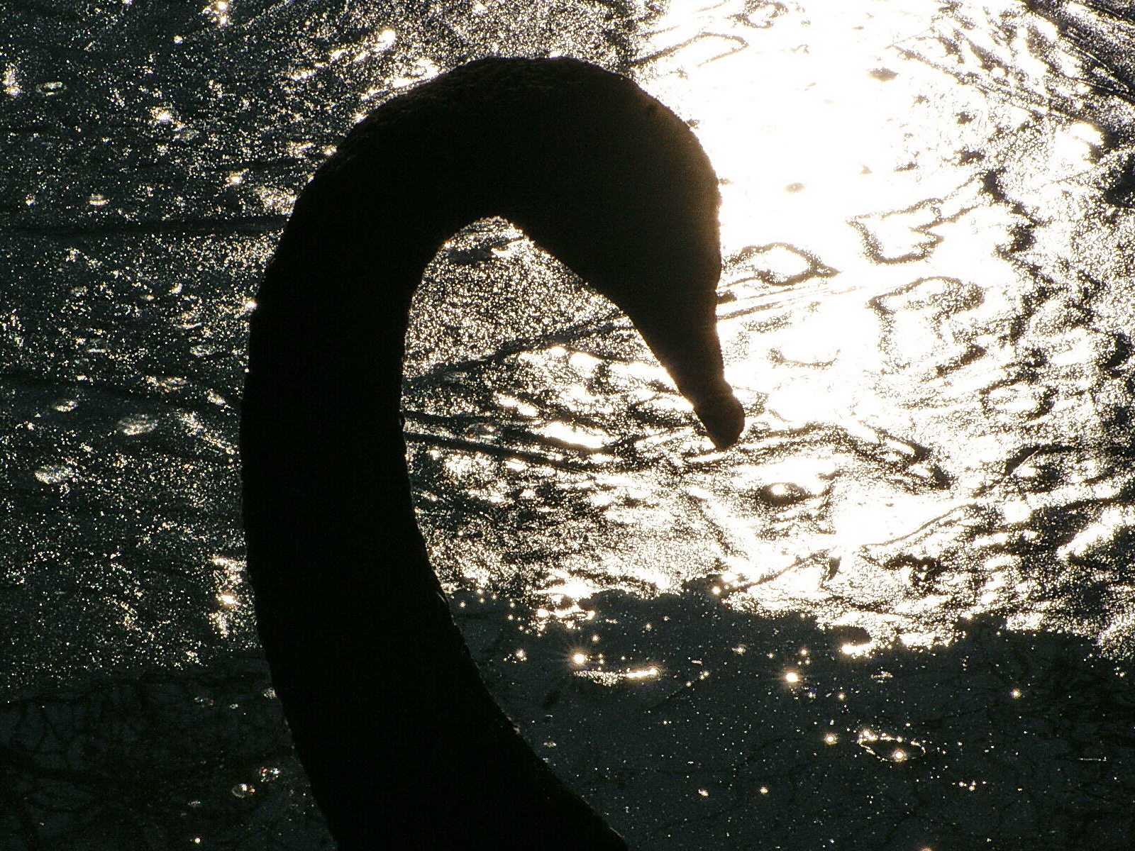 black swan