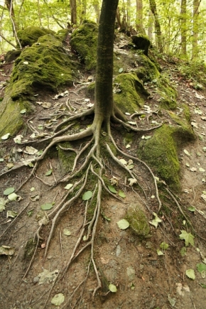 Divoká příroda - kořeny